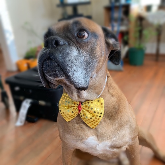 Dog bow ties NWOT - Picture 3 of 3